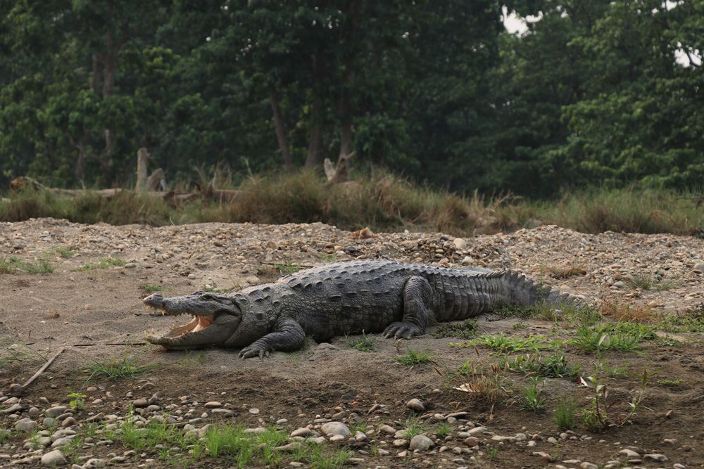 bardiya-croc
