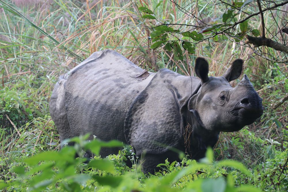 chitwan-rhino