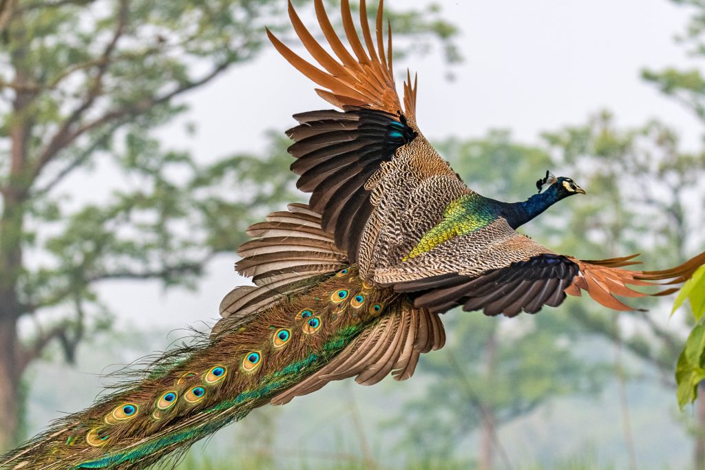 Signature Collection Tour – Nepal