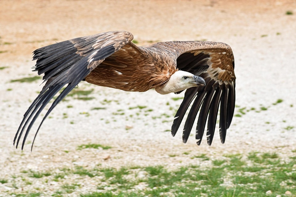 Himalayan griffons
