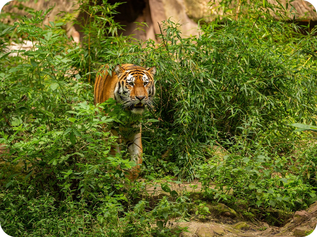 tiger