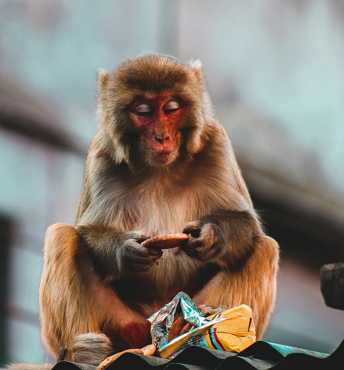 monkey