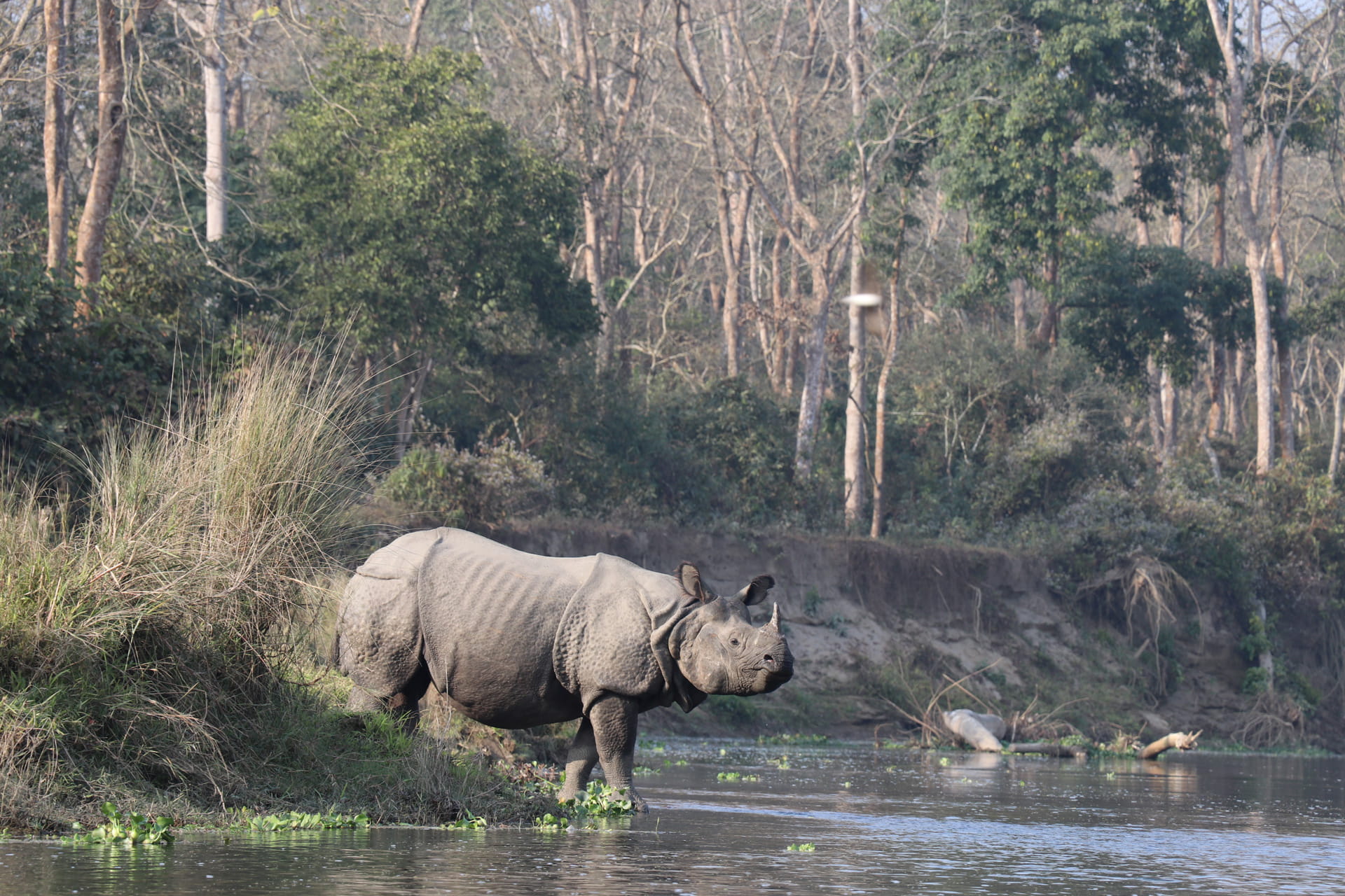 safari-banner