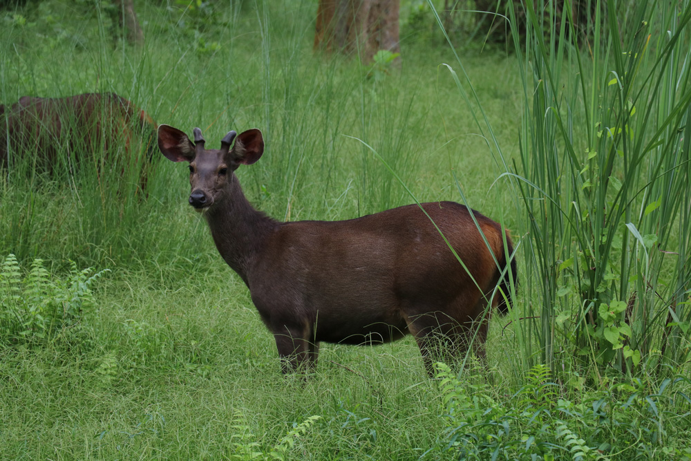 shuklap-deer