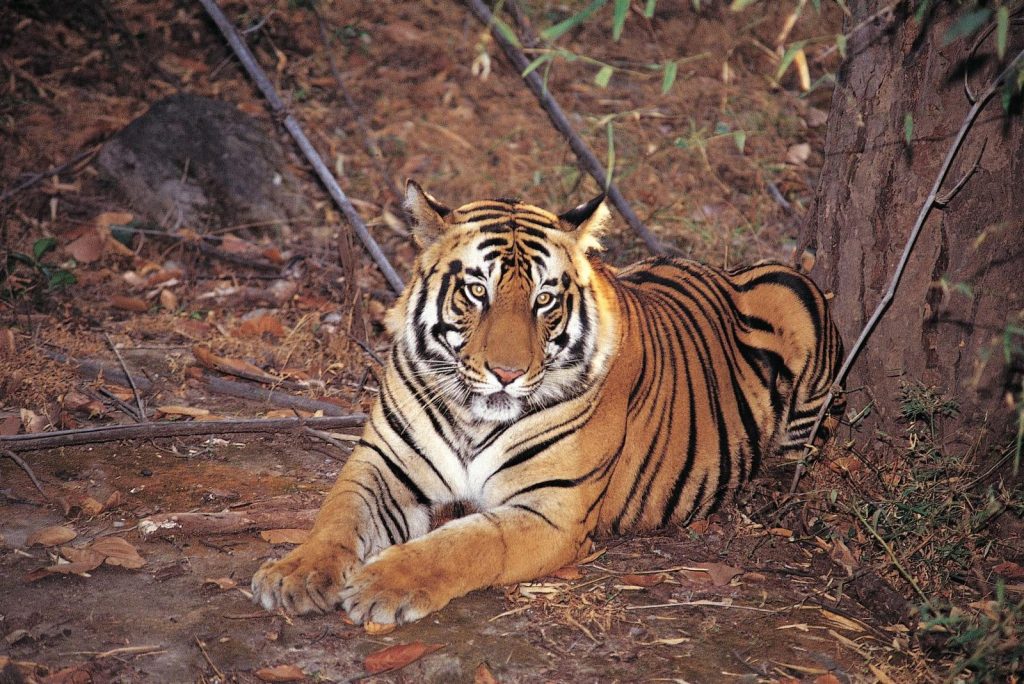 A Journey Through Bardiya National Park