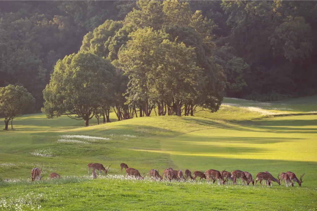 Ultra-Luxury Golf Escape 
