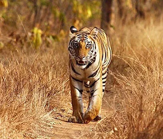 A Journey Through Bardiya National Park