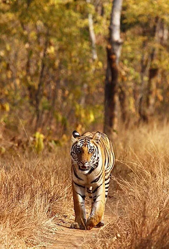 Into the Wild: A Refined Journey Through Bardiya National Park